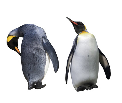 recommend clip art: Two Emperator Penguins