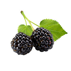 blackberry with leaves isolated transparent background