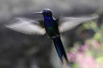 hummingbird in flight