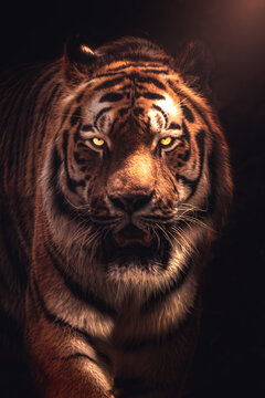 Nahaufnahme mystischer Tiger