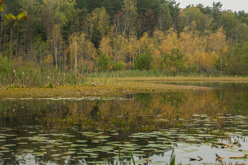 a lake overgrown with gray moss