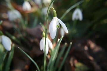 common snowdrops in morning light, galanthus nivalis