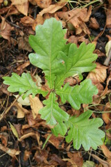 young pedunculate oak seedling, quercus robur