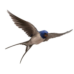 Flying Swallow. Watercolour illustration of a Flying Swallow. Idea for educational books, postcards, stickers, tattoo.