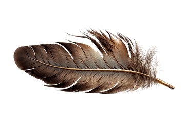   Brown Pigeon Bird Feather on Transparent Background