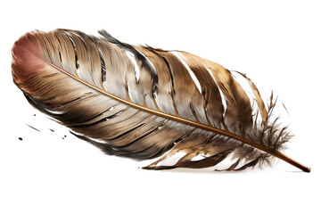   Brown Pigeon Bird Feather illustration on Transparent Background 