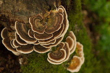 saproxylic mushrooms growing on the trunk of a dead tree © LIMARIO