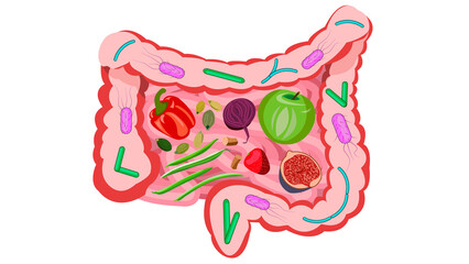 Good bacteria in the large intestine