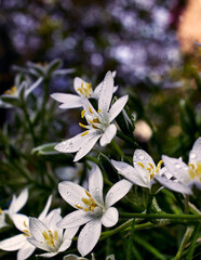 Fototapeta premium Photo with groop white Star of Bethlehem flowers with blurred background.