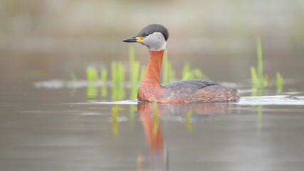 red-necked grebe, podiceps grisegena, on a shallow water