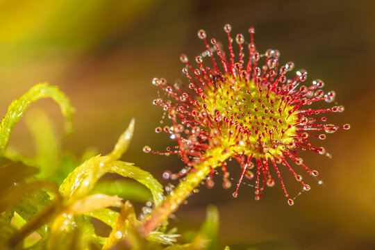 macro photography of a roundleaf sundew trap leaf, drosera rotundifolia
