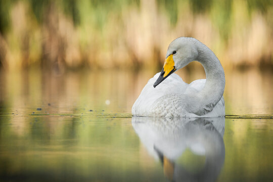 whooper swan floating on the surface of a lake surrounded by reeds, cygnus cygnus