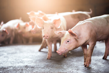 pig farming industry fattening pigs for consumption of meat , Pork is the food of the world's population.