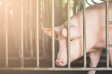 A single pig is staring. ,for the production of piglets , meat industry and production farms