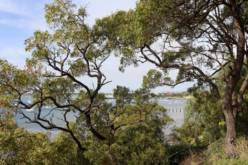 trees on beach foreshore and seaside landscape