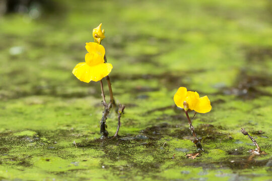 yellow flowers of Utricularia vulgaris, greater bladderwort, common bladderwort