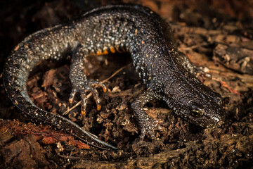 northern crested newt, great crested newt or warty newt (Triturus cristatus)