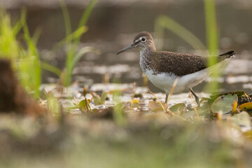 The green sandpiper (Tringa ochropus), small shorebird in the wetland