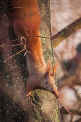 red squirrel walking down a lime tree trunk