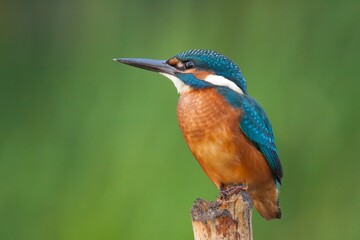 male kingfisher on a branch, Alcedo atthis