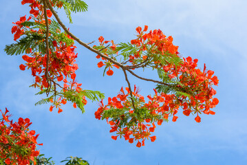 Flame tree or Royal Poinciana tree. Tropical species found in Asia.