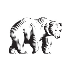 Bear Vector illustration. Bear Vintage Logo