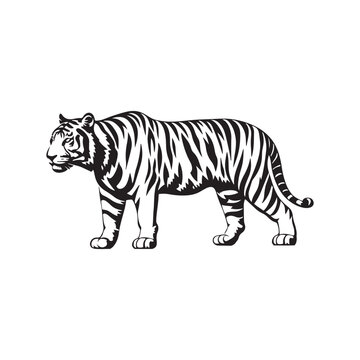 Tiger Vector illustration. Bear Vintage Logo