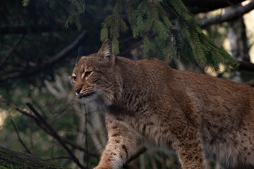Eurasischer Luchs Tierpark