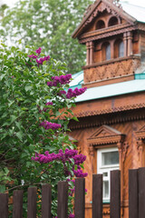 Fototapeta na wymiar Fluffy, blooming bright lilac at the old Russian wooden house under the window. Beautiful floral background. Large clusters of lilac.