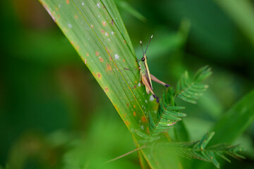 Close-up view of grasshopper on green leaves - obrazy, fototapety, plakaty