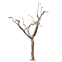 Dead Tree, Isolated Front View, Tree cutout