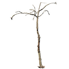 Dead Tree, Isolated Front View, Tree cutout