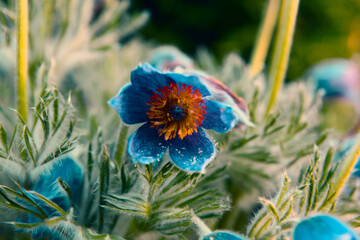 Niebieski kwiat