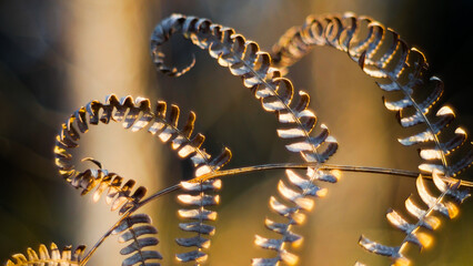 Macro de feuilles de fougère sauvages