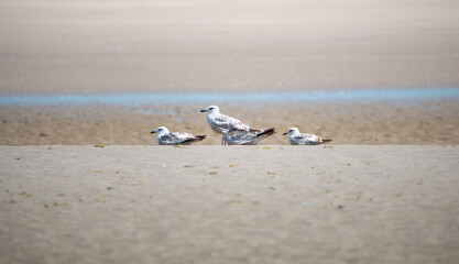 Fototapeta na wymiar Seagulls on the beach at the North Sea, wadden sea bird colony the Normandy, France