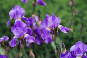 Flowers of Iris sibirica (commonly known as Siberian iris or Siberian flag).