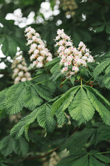 Chestnut branches and flowers. A flowering tree in spring. Close-up. Background of flowers and leaves. A blooming chestnut tree.