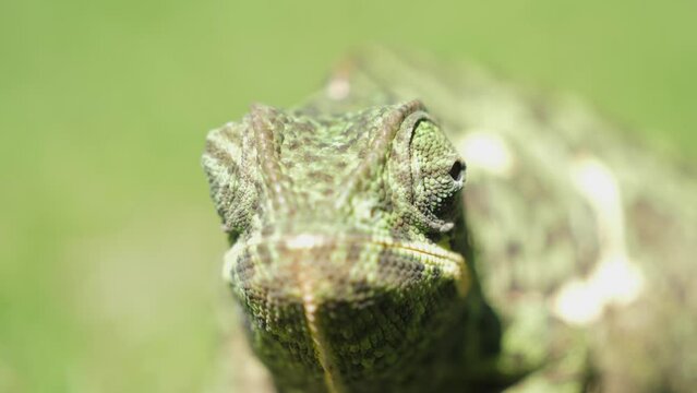 Close up front view of chameleon face. Eyes move around and blink, shallow focus