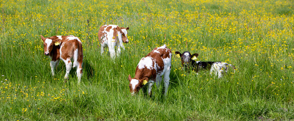 spotted red and white calfs in spring meadow filled with yellow buttercup flowers in holland