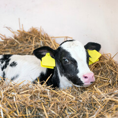 black and white spotted calf in straw
