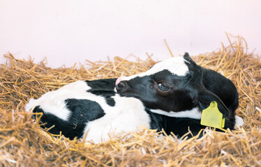 black and white spotted calf in straw