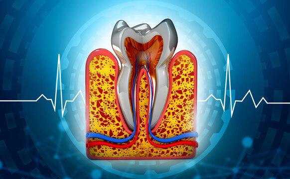 Human tooth cross section on modern medical background. 3d illustration.