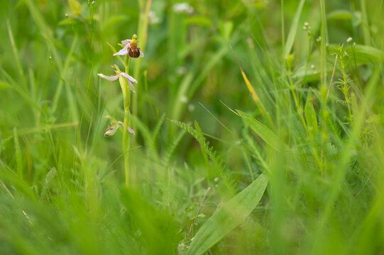 beautiful rare orchid plant Ophrys apifera, bee orchid on a meadow in Moravia in the Czech Republic