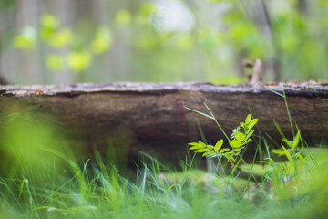 Panoramic background with closeup of forest green plants and grass. Beautiful natural landscape with a blurred background and copyspace