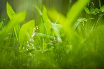 Panoramic background with closeup of forest green plants and grass. Beautiful natural landscape with a blurred background and copyspace