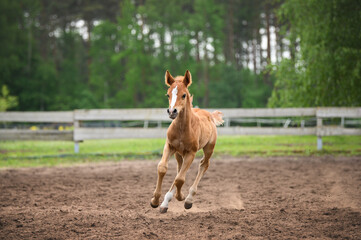 happy foal running on a field in summer