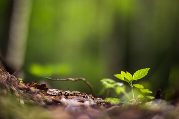 Panoramic background with closeup of forest green plants and grass. Beautiful natural landscape with a blurred background and copyspace