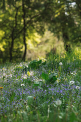Beautiful natural background. Early morning in the forest with glare from the sun. Wildflowers Cornflower blue pharmacopoeia and dandelions in the sun.