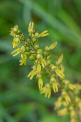 A beautiful listera ovata orchid protected in the middle of a forest in Moravia in the Czech Republic
