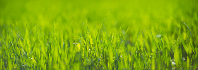 Fresh green grass on a sunny summer day close-up. Beautiful natural rural landscape with a blurred background for nature-themed design and projects